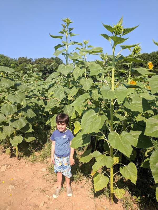 Lennox excited about sunflowers